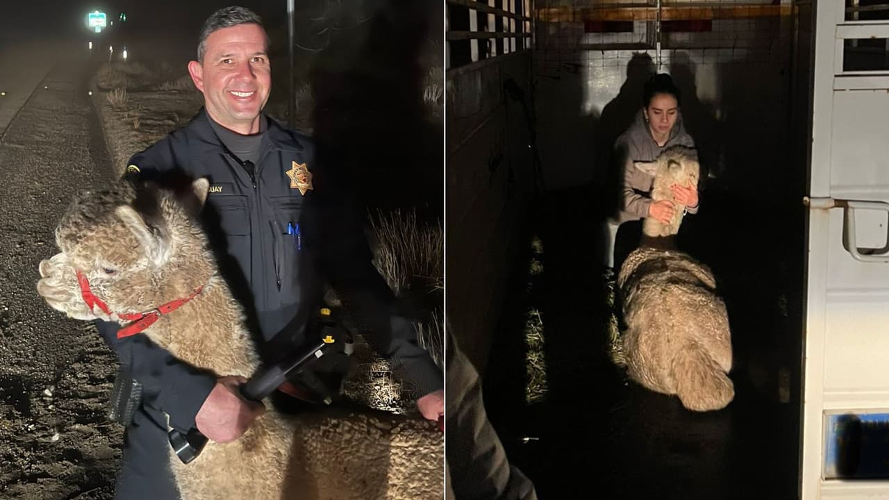 Qué hacía una llama trotando por la I-80 en el norte de California: esto investigó CHP