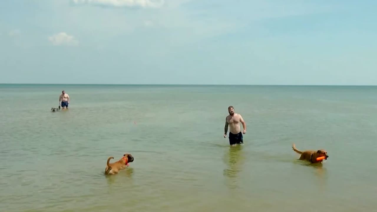 Puedes poner compresas frías en el cuello de tu mascota, para aliviar en ellos la sensación de calor. Advierten que no es bueno que estén congeladas, el frío en exceso puede ser dañino para su salud.