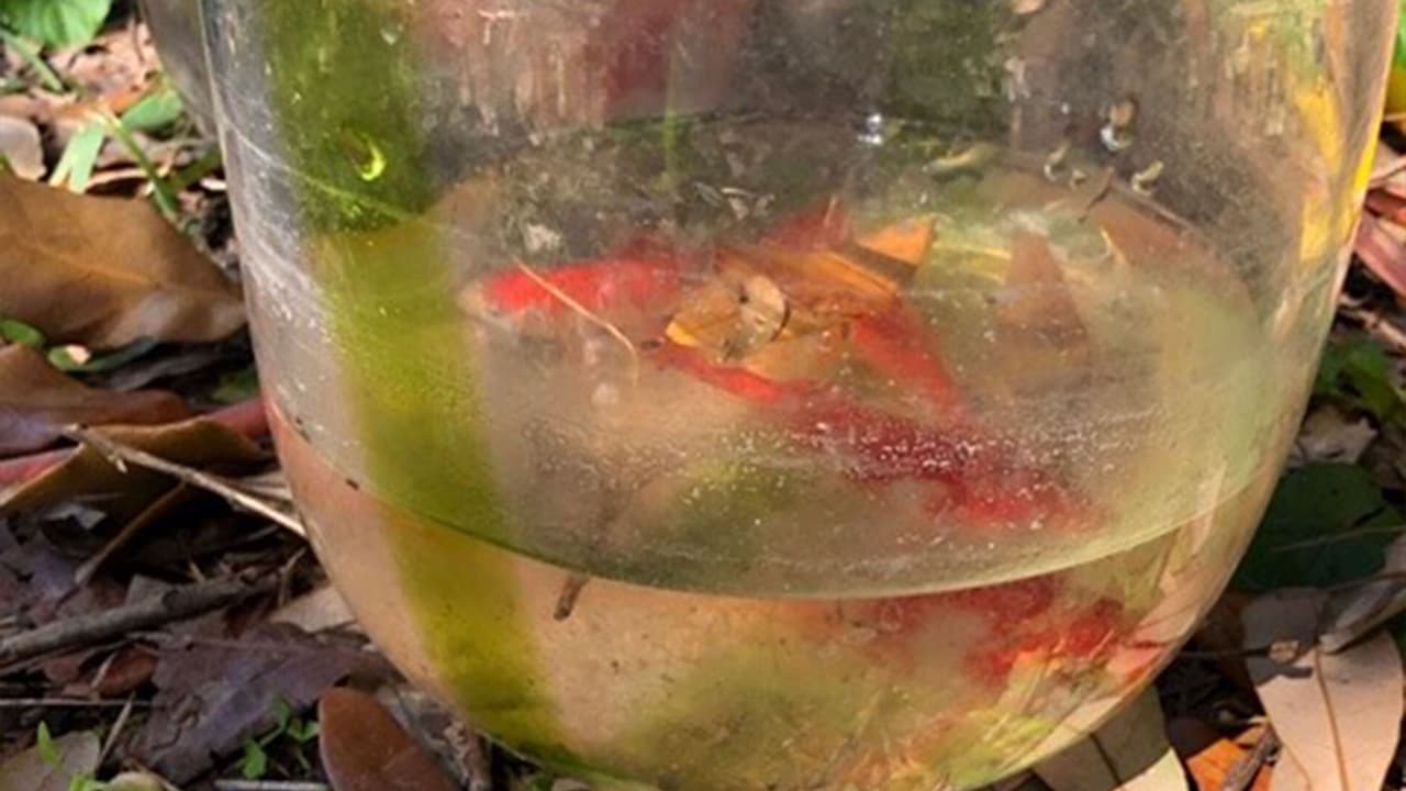 Peces en aguas que no habían sido cambiadas en mucho tiempo.
