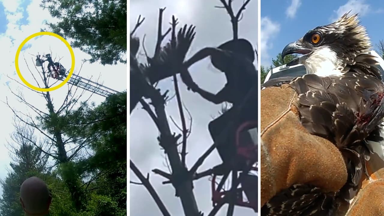 Video: el peligroso rescate en Fairfax de un águila que no podía volar