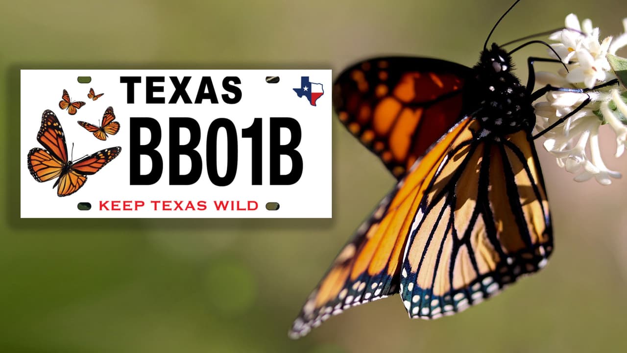 Revelan nuevas placas para autos en Texas que benefician la conservación de la mariposa monarca