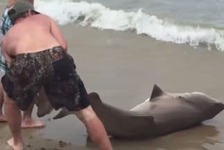Video: Capturan a un tiburón en una playa de Carolina del Norte