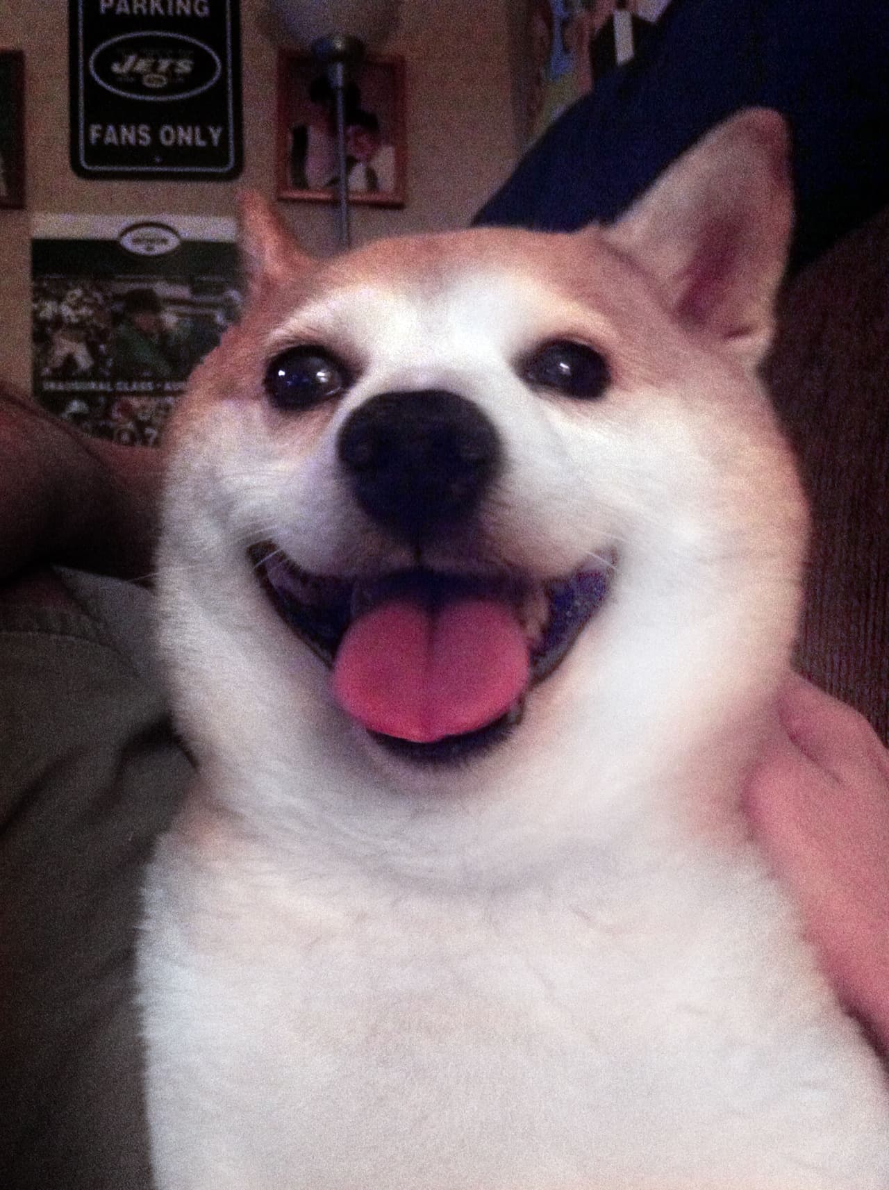 “La cantidad de atención que Cinnamon recibe es abrumadora. Las personas nos detienen y comentan su sonrisa. Me gusta decir que luce como un payaso por su enorme y franca sonrisa”, comentó Andrew.