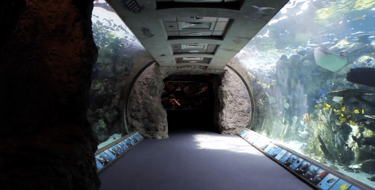 Las actividades en el acuario incluyen la exhibición de arrecifes, túnel pecera y una sala multimedia con presentaciones animadas de magníficos arrecifes de coral del planeta y los peligros que enfrentan debido a la contaminación de los océanos.