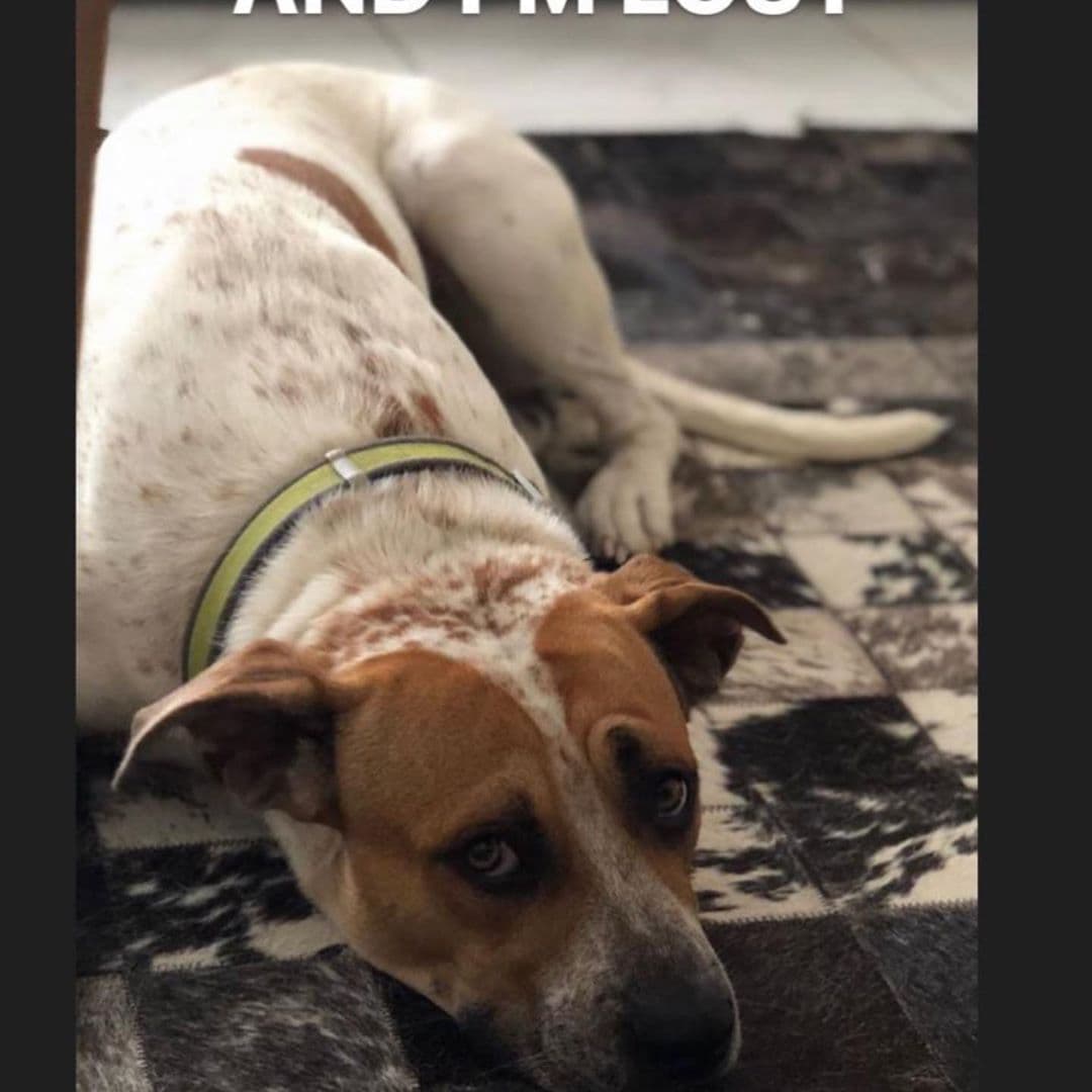 Nuestro conductor ha compartido algunas fotos de su mascota que es parte importante de su vida.