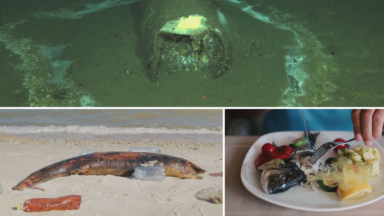 DDT, la herencia tóxica: conoce el peligroso químico que llega a los alimentos y amenaza nuestra salud