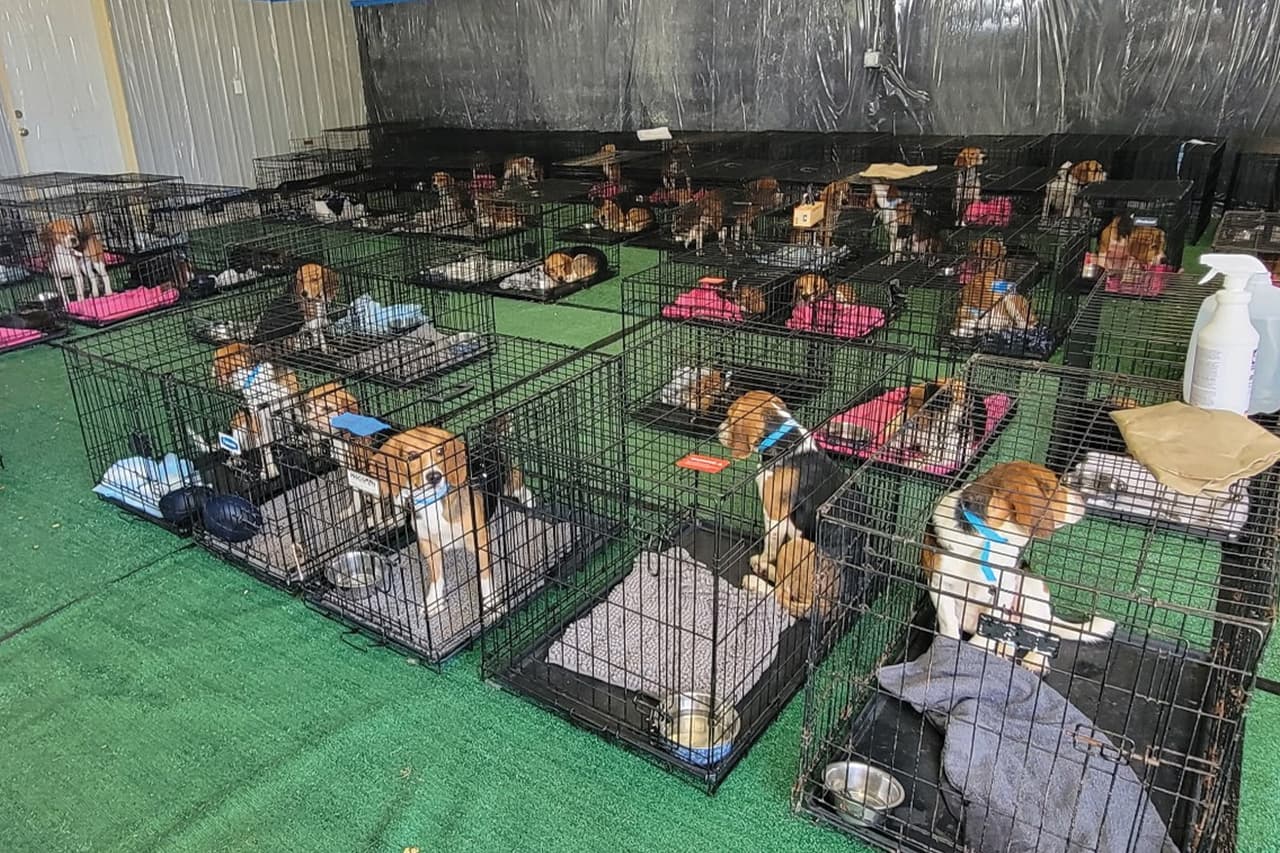 Los animales
<b> pasaron toda su vida en jaulas, criados exclusivamente para fines biomédicos</b>. 
<br>
<br>
<b>El rescate representa para ellos un nuevo comienzo: la oportunidad de pisar pasto por primera vez, vivir al aire libre y encontrar una familia.</b>