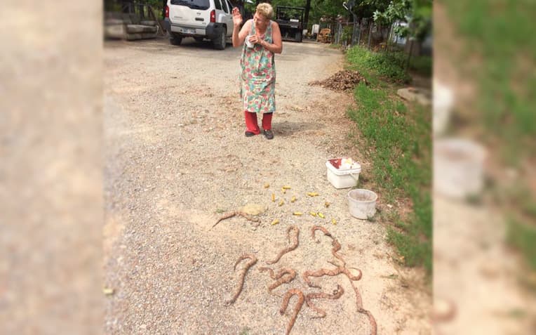 Esta anciana mató 11 serpientes venenosas con un rifle, una pala y un rastrillo 