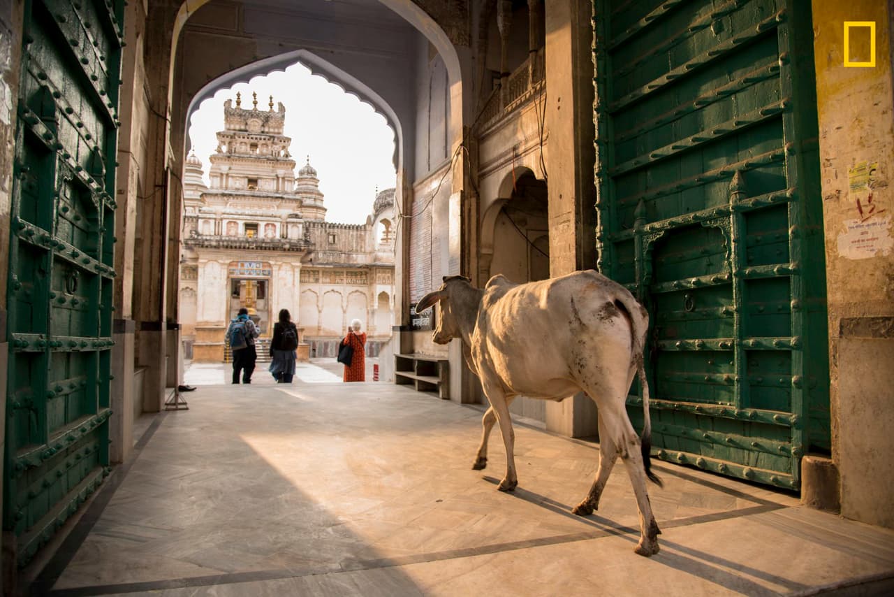 <b>Entrando al templo. </b>“Vacas como esta en Pushkar, India, tienen libertad para vagar como les plazca. Cuando esta se acercó a la entrada de un templo en dedicado a Vishnu, la gente abrió paso para que el animal entrara”, 
<a href="https://www.nationalgeographic.com/travel/contests/travel-photo-contest-2019" target="_blank">contó el autor. </a>