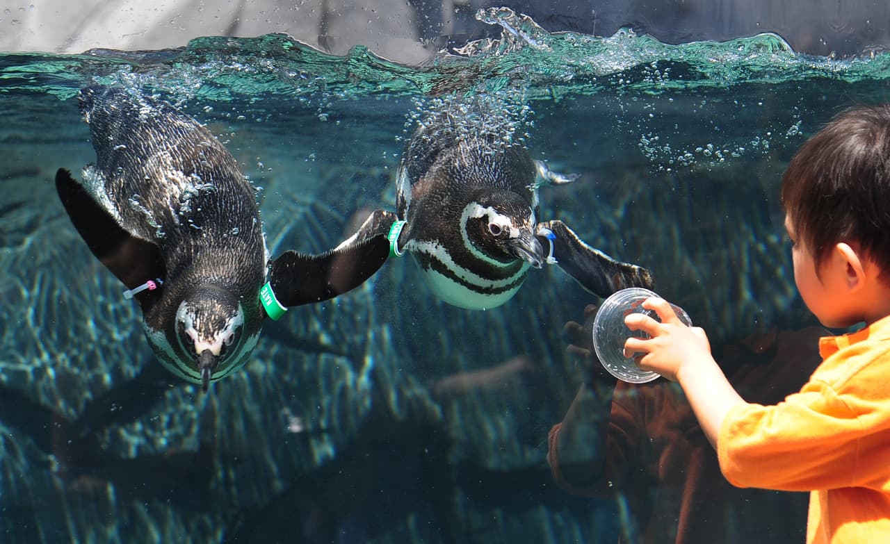 La nueva área estará lista para 2018