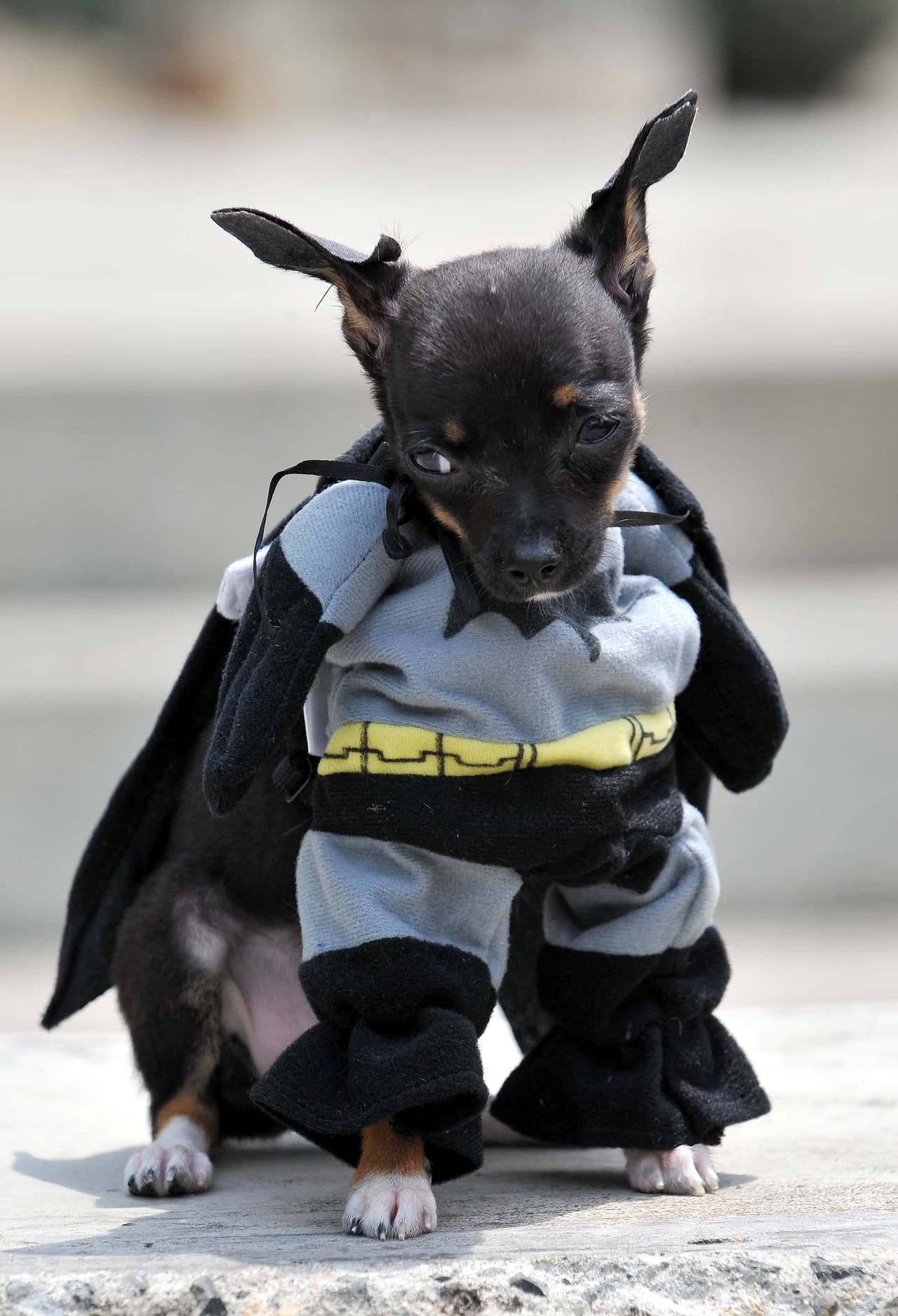 <b>Batman</b>
<br>Tu perro no tiene que ser un doberman para encarnar a este famoso justiciero.