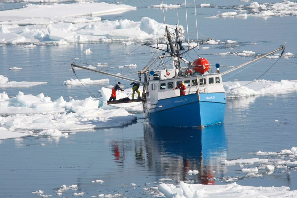 CHARLOTTETOWN, CANADA - MARCH 31: Seal hunters drag a dead seal onto their boat in the Gulf of Saint Lawrence March 31, 2008 near Charlottetown, Canada. Canada's seal hunt started Friday and the government has said this year 275,000 harp seals can be harvested. Many animal protection organizations have condemned the Canadian Department of Fisheries and Oceans following its announcement of the 2008 commercial seal hunt quota . (Photo by Joe Raedle/Getty Images)