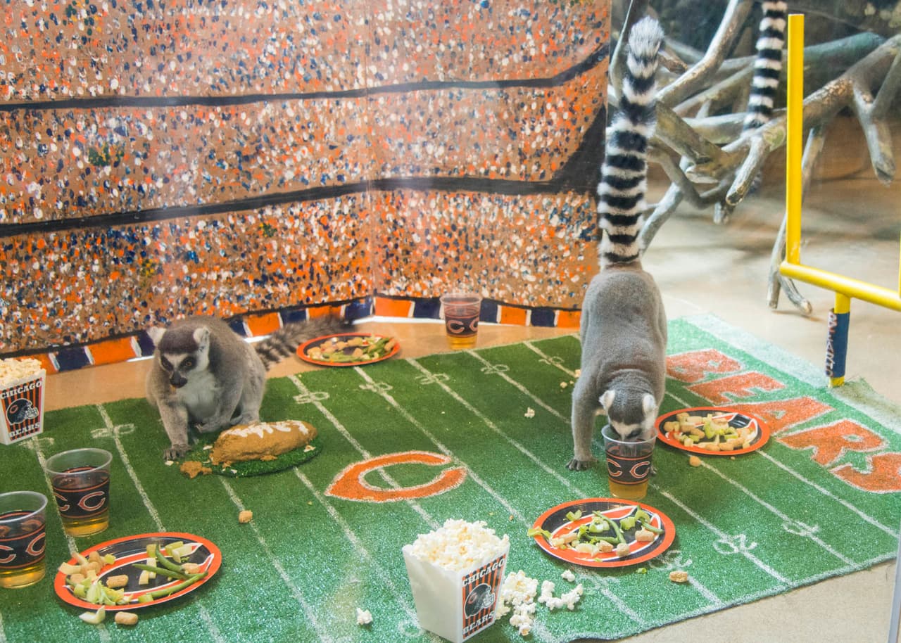 El personal también creó un campo de fútbol, completo con líneas de patio, postes de gol, fanáticos en las gradas que desea para felicitar a su equipo favorito por su centésima temporada.