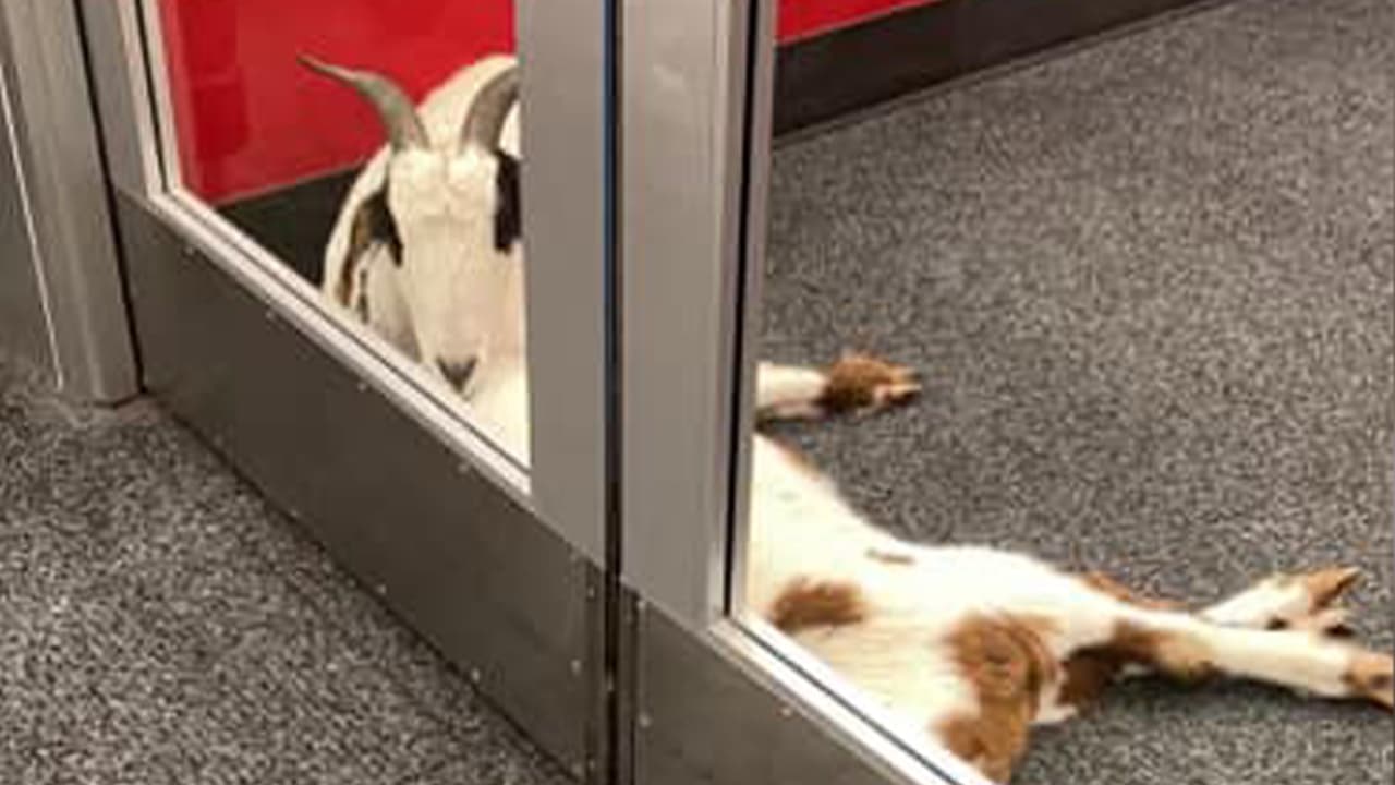 El Precinto 4 del Condado Harris publicó las fotos e incluso se ve como una de las cabras se acostó en la puerta a esperar ser recogida por las autoridades.