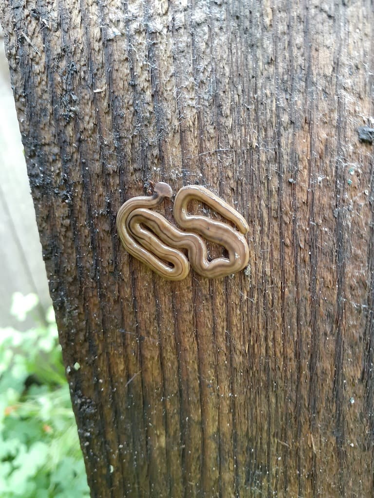 “Si los cortas, vuelven a crecer y no se mueren. Fue peligroso porque la perrita casi los pisa y también es difícil decirles a los niños que no los toquen, porque les da curiosidad”, dijo Aranda en entrevista con Michelle Benítez.