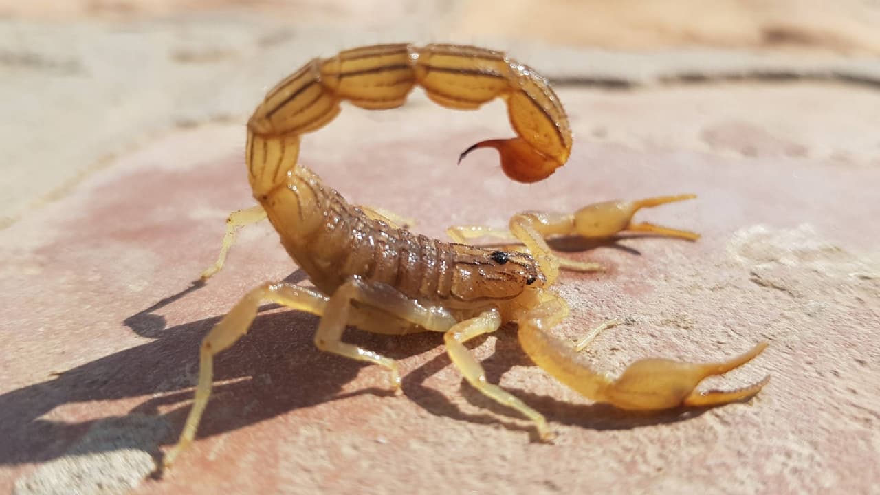 El hospital no tenía suero: Murió una niña de 5 años por picadura de un alacrán en un kínder de Sonora