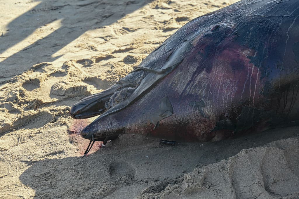¿Por qué están muriendo en mayor cantidad los delfines en Florida? Científicos descubren la alarmante causa