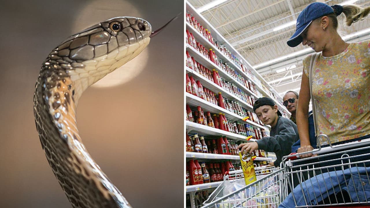 Pitón de 10 pies atemorizó a los clientes de un supermercado: impactante video te sorprenderá
