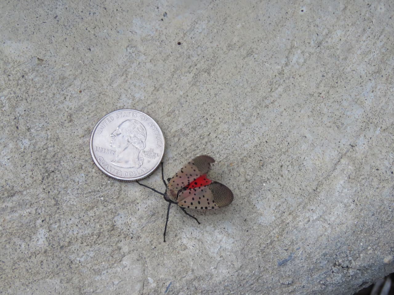 Si la ve ¡mátela!:  autoridades alertan por invasión de insecto y piden exterminarlo