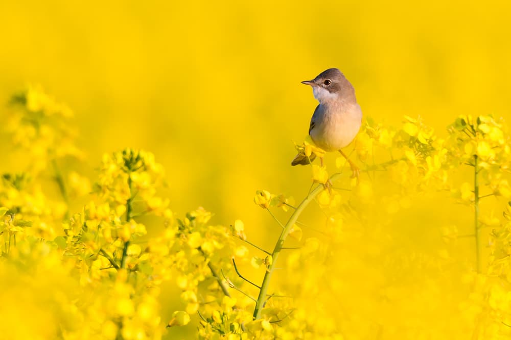 Color: Amarillo. Día de la semana afortunado: el miércoles