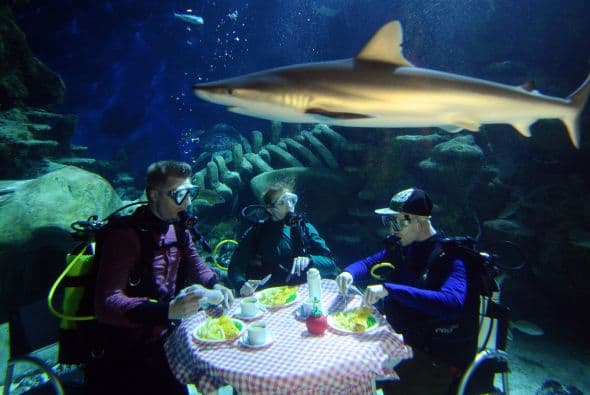 Rebecca Carter, supervisor de conservación para el acuario Sea Life de Londres señaló "la conservación marina es tan importante, nuestra única posición es influir en nuestros visitantes a que se interesen ​​en la vida marina".