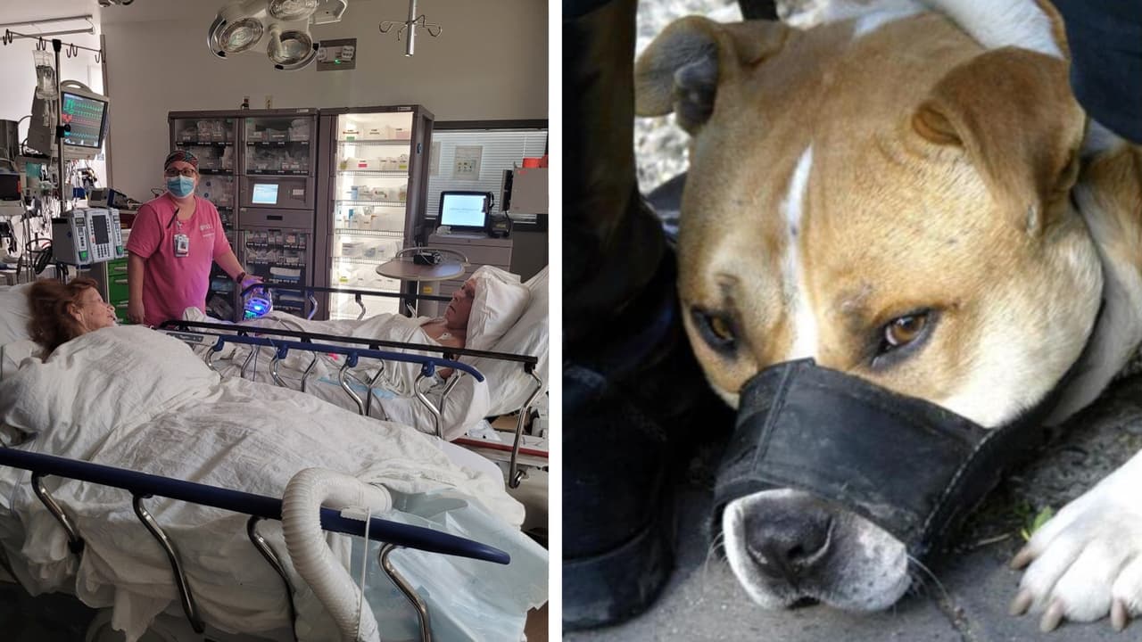 Perro pitbull ataca a una pareja de ancianos y un policía en Carolina del Norte