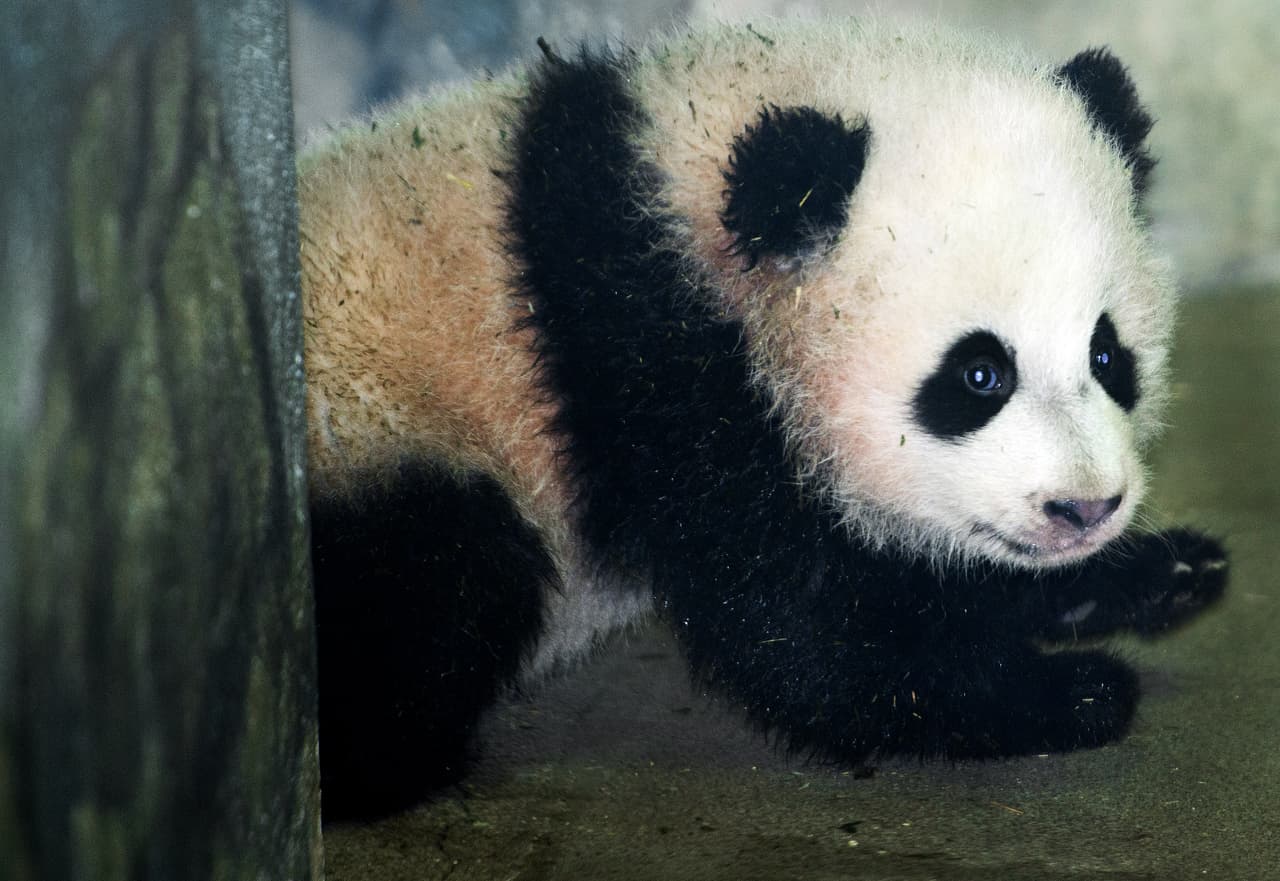 Debido a que su dieta natural es poco energética, los pandas como Bao Bao son animales tranquilos. Ellos evitan situaciones estresantes y fuertes y prefieren las laderas y la vida solitaria.