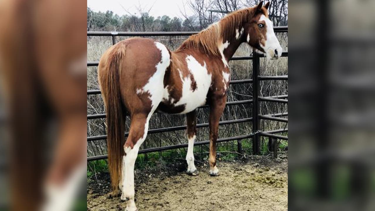Blue es una linda yegua que busca un experimentado cuidador de caballos o entrenador para que la adopte.