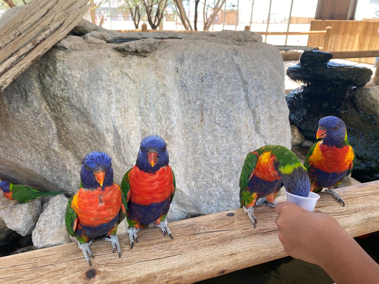 Granja The Rooster Cogburn en Oro Valley, Arizona.