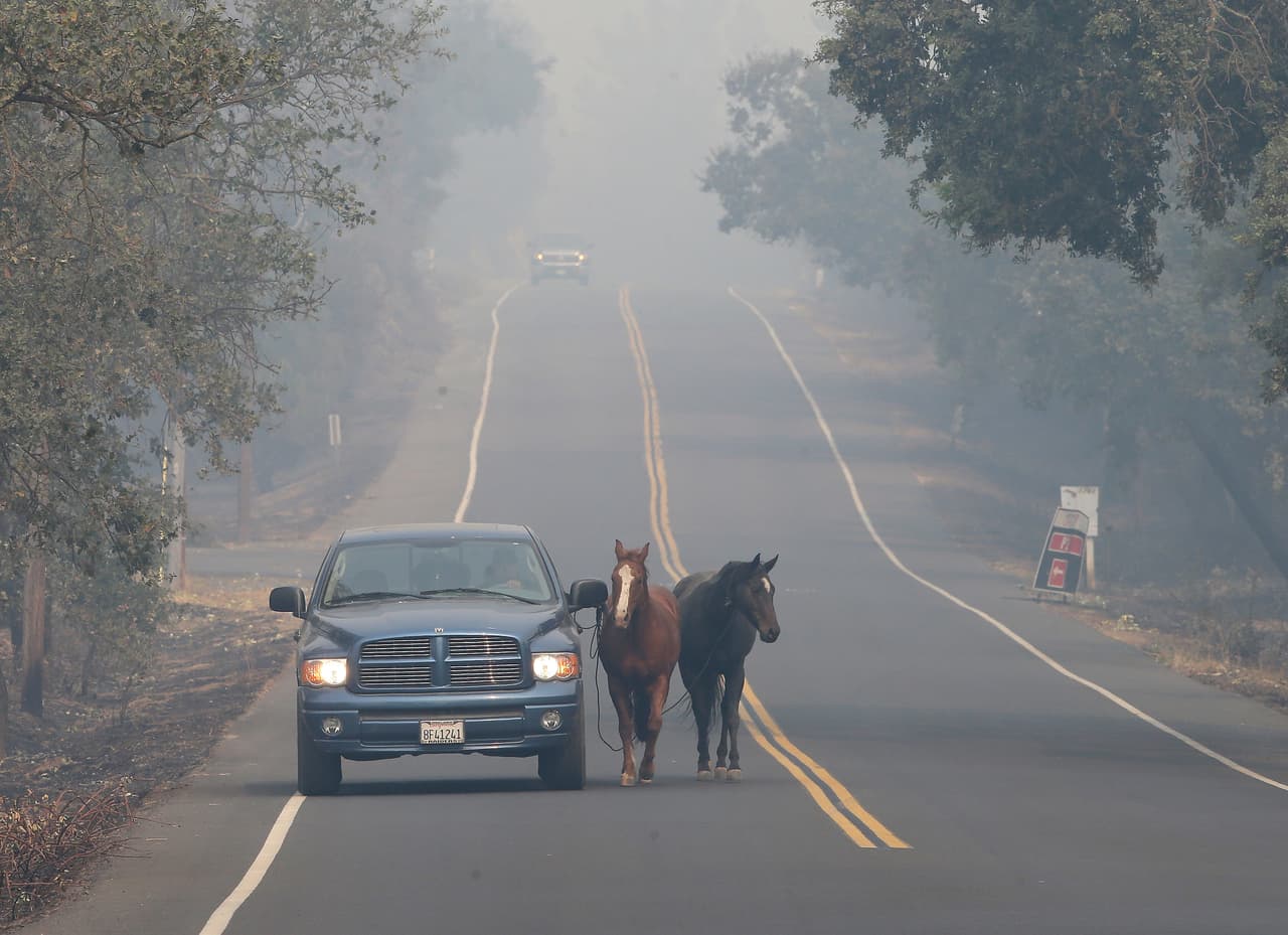 Tenga un plan de evacuación para mascotas y animales grandes como caballos o ganado.