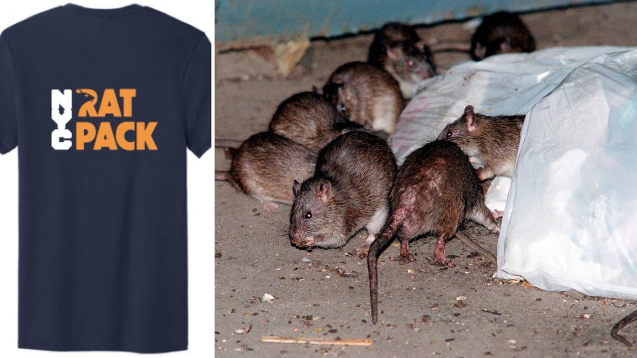 Invitan a voluntarios a formar parte del 'Rat Pack', el grupo para combatir plaga de ratas en NY