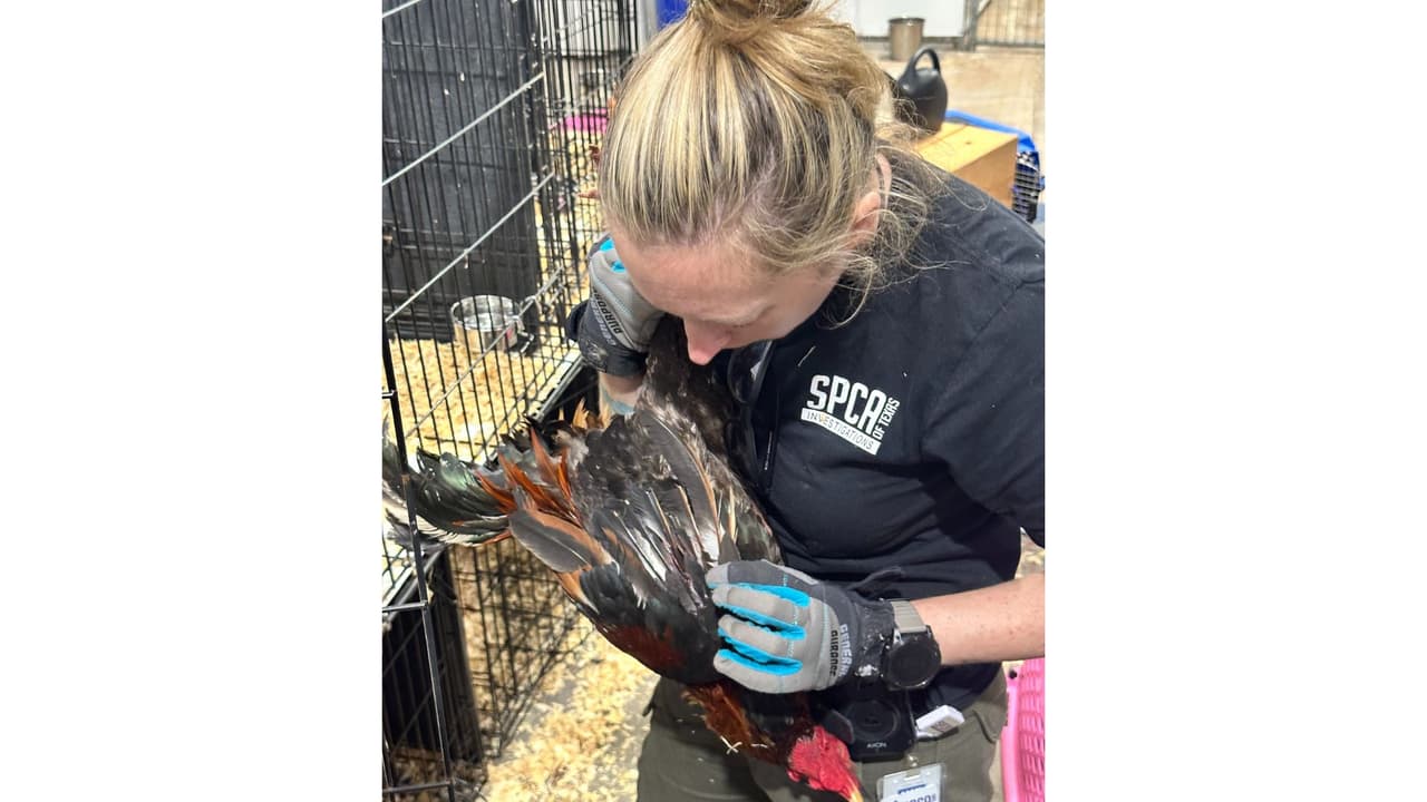 Tras el operativo, la Oficina del Sheriff del Condado de Van Zandt inició con una investigación para imputar cargos a los implicados. Las peleas de gallos en Texas son ilegales tanto en zonas urbanas como rurales. Este delito puede ser castigado con cárcel o con multas de hasta $10,000 reiteraron las autoridades.