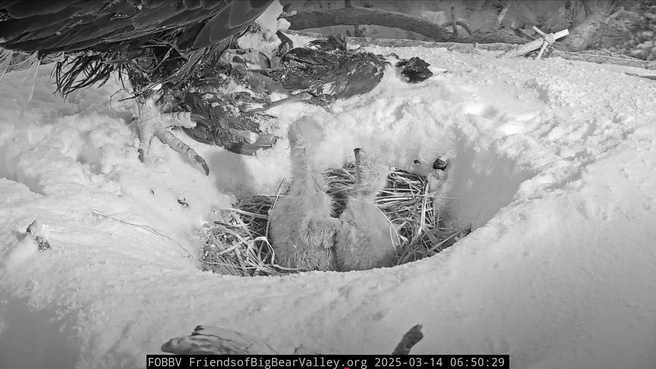 La información generó preocupación entre los seguidores de 
<b>la pareja de águilas calvas más famosa de internet</b>.