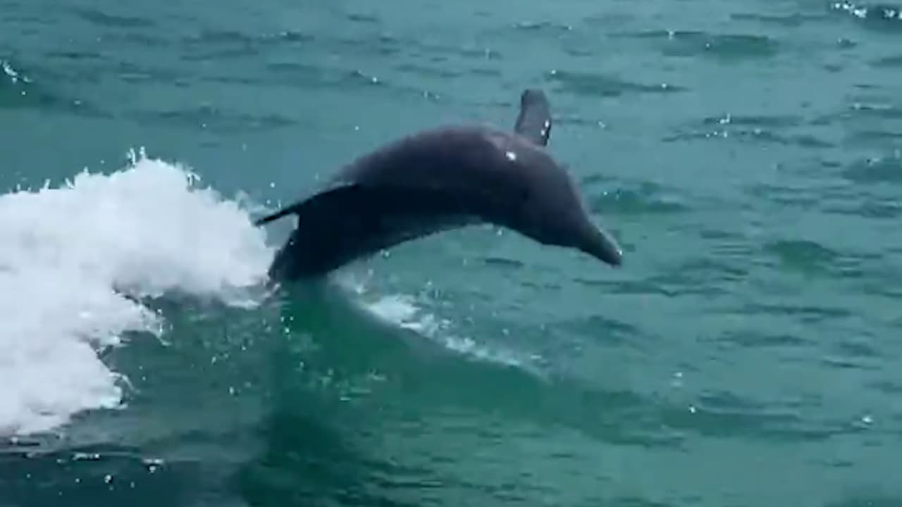 Policías de Sarasota captan a delfines jugando a lado de su bote