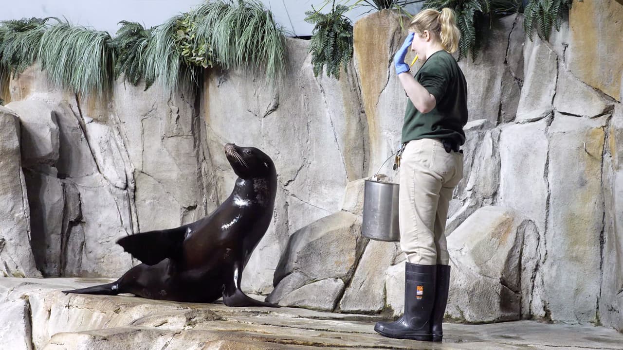 <b><a href="https://www.univision.com/local/houston-kxln/nacen-unos-pinguinos-macaronis-en-el-moody-gardens-de-galveston-fotos">Moody Gardens</a></b> da bienvenida a Duke a su nuevo hogar.