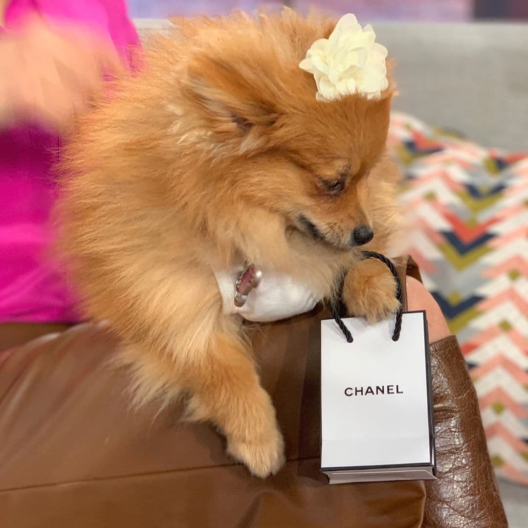 Por cierto, ¿quién volvió a hacer gala de su elegancia y distinción? Ni más ni menos que Bombom.