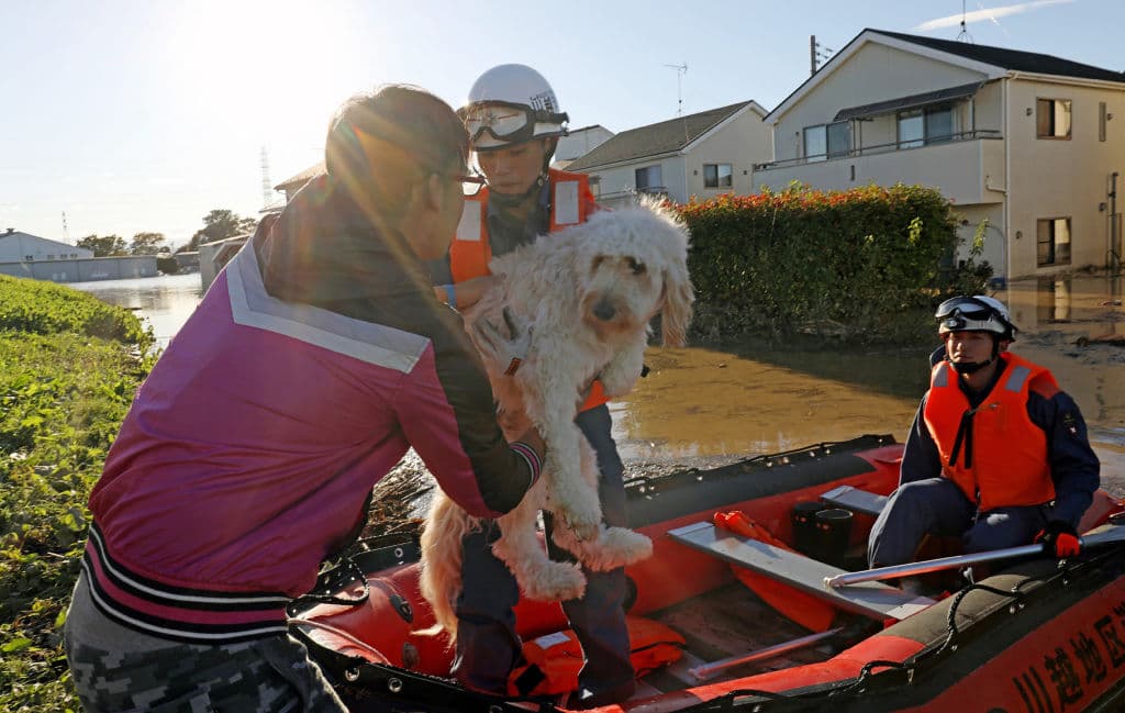 La cadena pública NHK difundió desde primera hora de este domingo imágenes de los rescates en helicóptero y barcas en áreas residenciales inundadas por los desbordamientos fluviales.