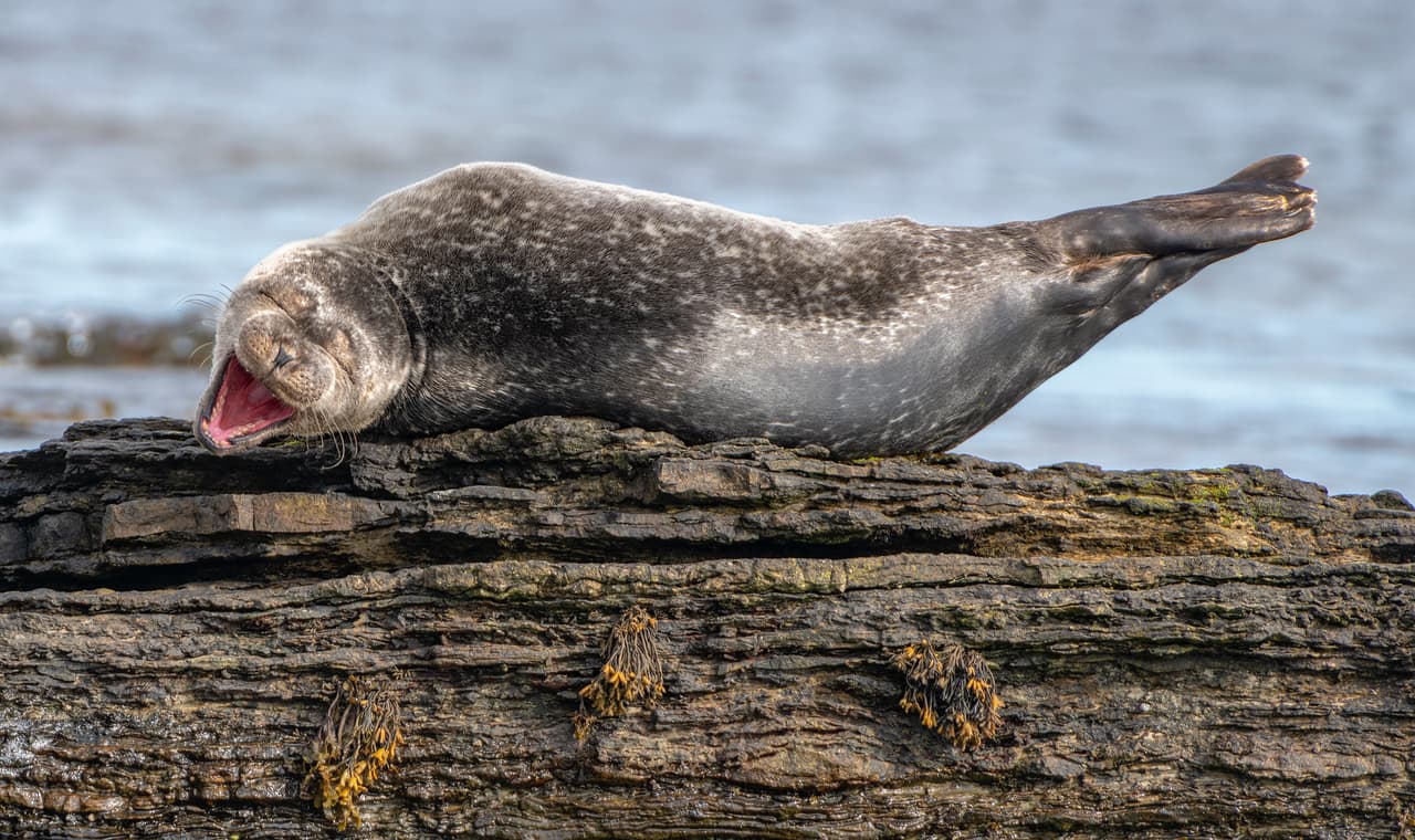 <b>Carcajada.</b> Una foca común en una roca de la bahía de Sinclair, en Escocia. Aunque parece que estuviera disfrutando de una buena broma en realidad está dando un gran bostezo.