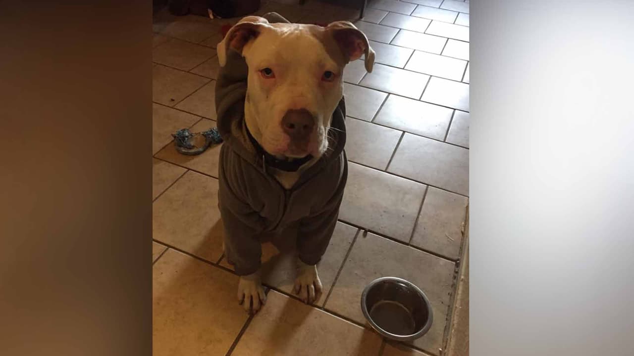 Larios Rosales Dalton "es adoptado de BARC de 3 meses y va a cumplir 2 años en febrero".