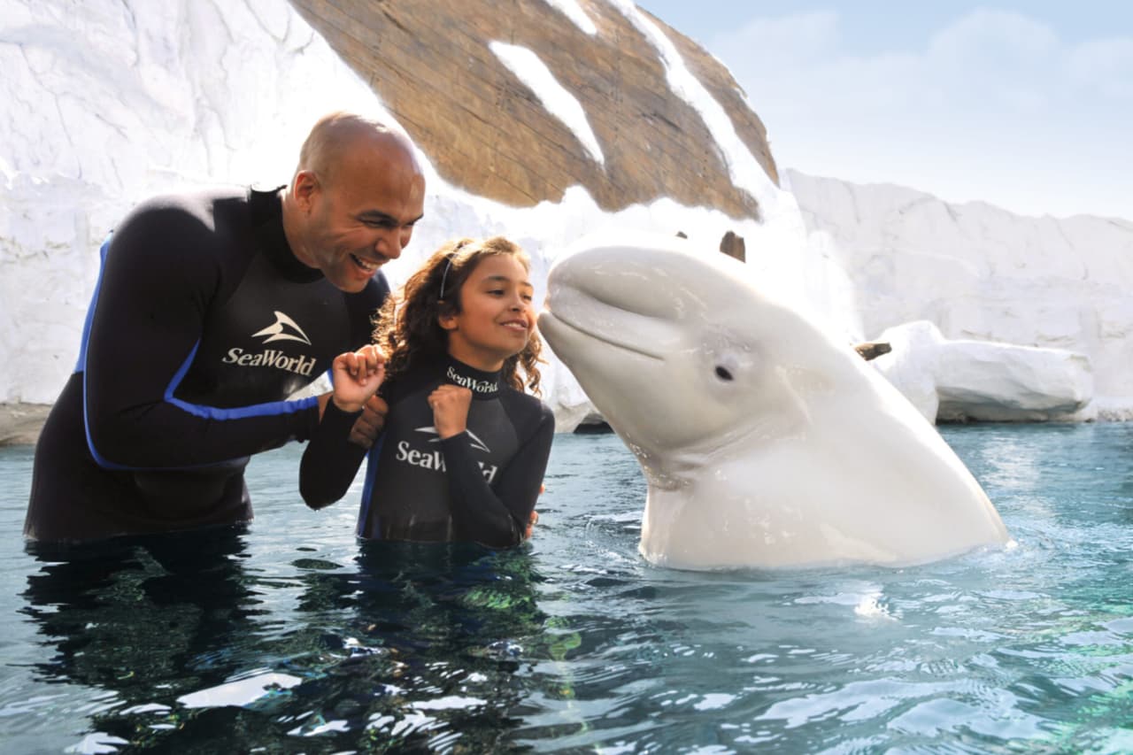 Desde tiburones hasta montañas rusas: lo nuevo que incluye el pase anual de SeaWorld