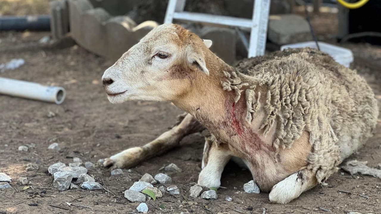 Este es uno de los animales heridos en el patio de la familia Villalobos.