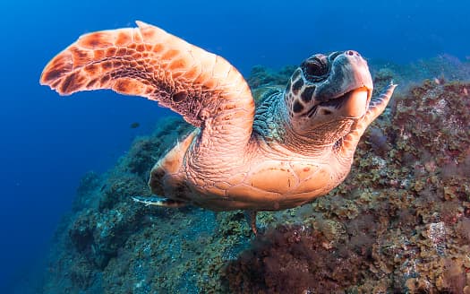 <b>Tortuga Carey.- </b>Su nombre científico es Eretmochelys Imbricata y es una tortuga marina que se caracteriza por su pico puntiagudo y curvo con una prominente mandíbula superior y por los bordes en forma de sierra de su caparazón. En América del Norte podemos localizar a este animalito en las aguas cercanas a las costas de México y sur de EEUU, aunque es una especie que puede verse en la mayoría de los lugares del mundo con clima tropical, desafortunadamente el calentamiento global y la contaminación de los mares ha acelerado la muerte de muchas de ellas por lo que hoy se encuentra como una de las especies señaladas en peligro de extinción. 
<br>