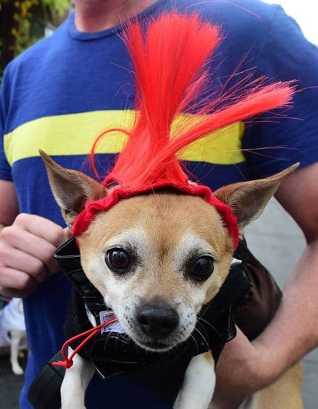 Mira lo bien que puede lucir tu mejor amigo al puro estilo “Punk”, con un mohicano para salir en esta Noche de Brujas.