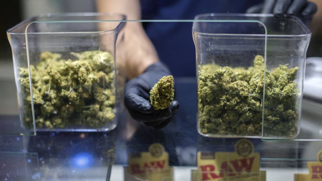 Retiran productos de marihuana por posible contaminación con Salmonela o Aspergillus