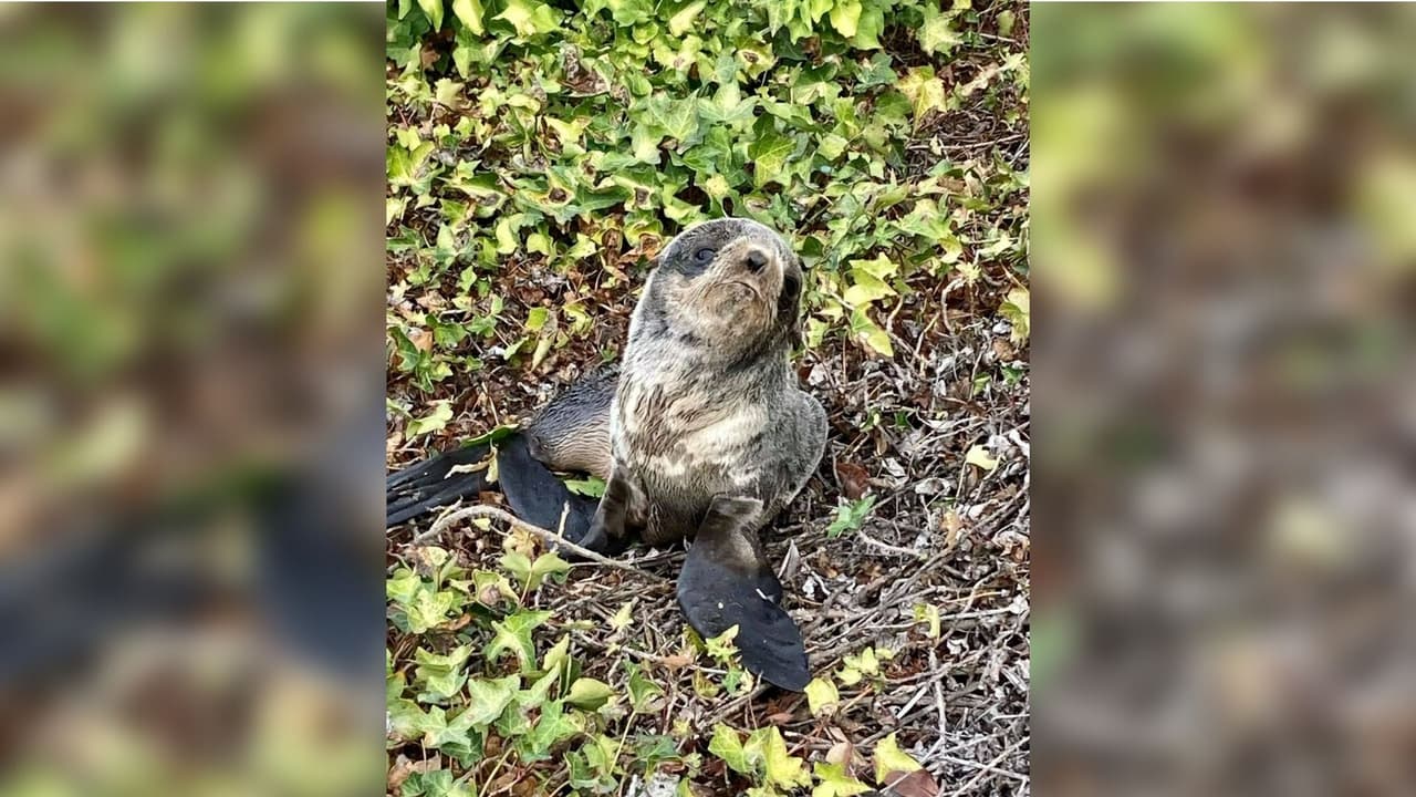 Este fin de semana agentes del Departamento de Policía de San Rafael rescataron a una bebé hembra delobo marino del norte (Northern Fur Seal) que se encontraba en medio de una carretera. Las autoridades no saben cómo “Ivy”, como le llamaron, terminó en ese lugar.
<br>