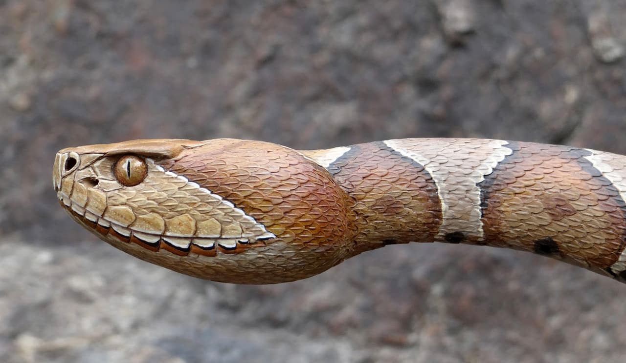 La recomendación es 
<b>mantenerse alerta, cuando visite campos, ranchos o zonas desérticas</b>, usar ropa protectora como botas que cubran los tobillos, siempre esté vigilante y si se encuentra con una víbora, no intente manipularla.