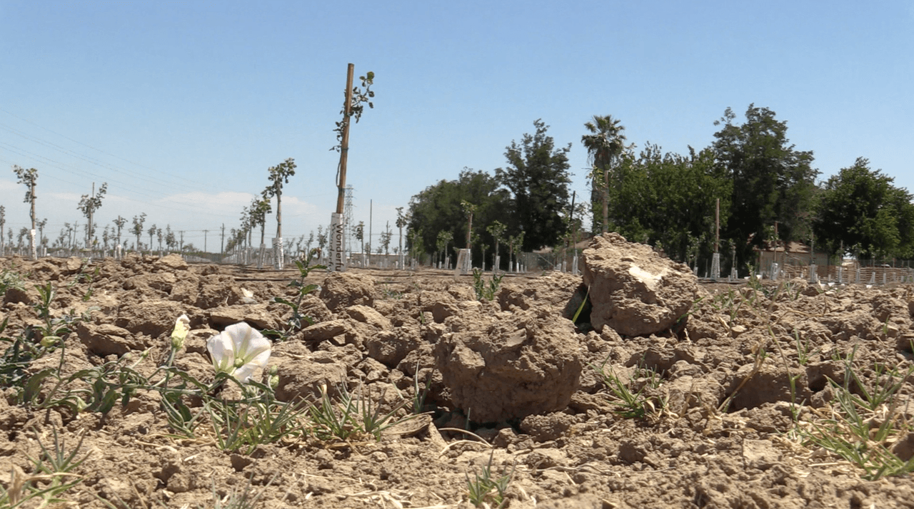 <a href="https://www.univision.com/noticias/sequia-extrema-en-california-amenaza-el-parque-nacional-de-secuoyas-y-sus-efectos-podrian-ser-devastadores-video">La sequía</a> también esta afectado el futuro de empresas. “Si este año no nos llueve, 
<b>probablemente mi compañía y otras compañías tendrán que cerrar</b>”, dijo María Gloria Del Bosque de la compañía Del Bosque Farms.