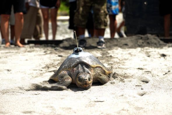 La colocación de un GPS es con el fin de "conocer detalles" del patrón migratorio de esta especie amenazada de extinción.
