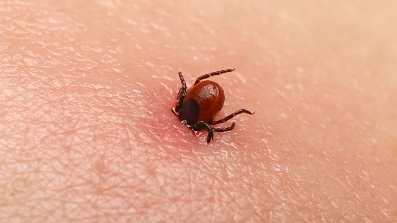 California encabeza lista nacional por riesgo de enfermedades transmitidas por garrapatas, ¿cómo protegerse?