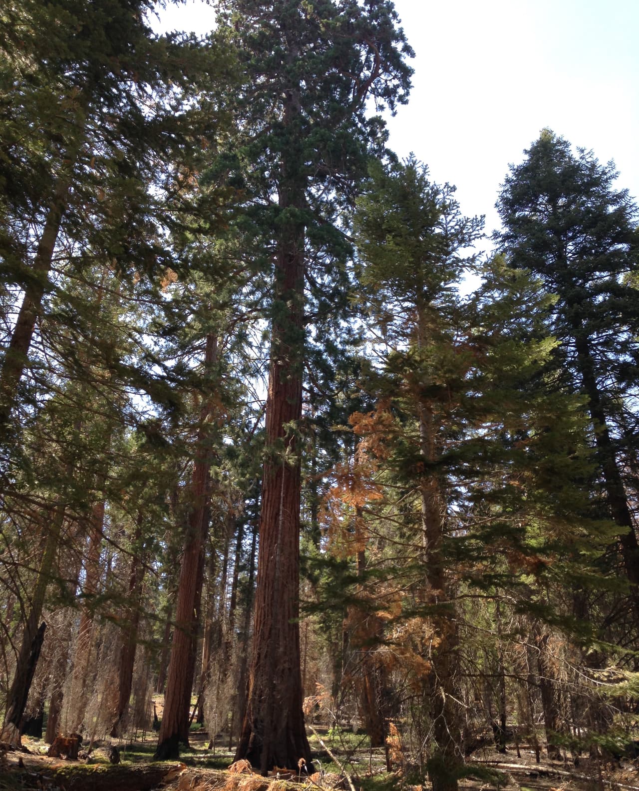 Los árboles secuoya de esta zona llegan a medir 70 metros de altura.